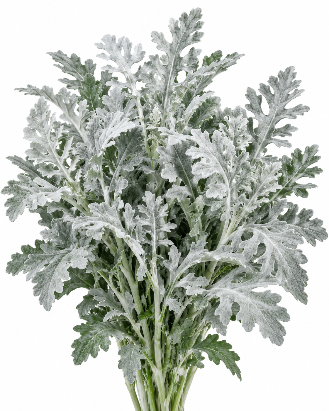Silver Leaf