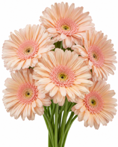 Soap Gerbera