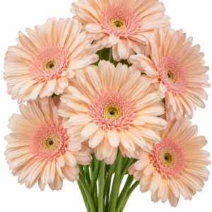 Soap Gerbera
