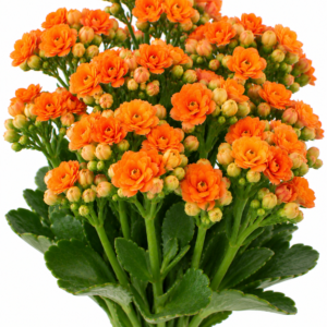Soldana Kalanchoe