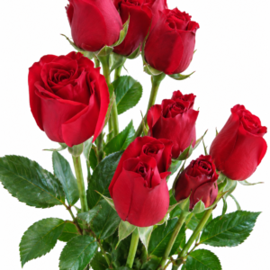 Tamango Rose
