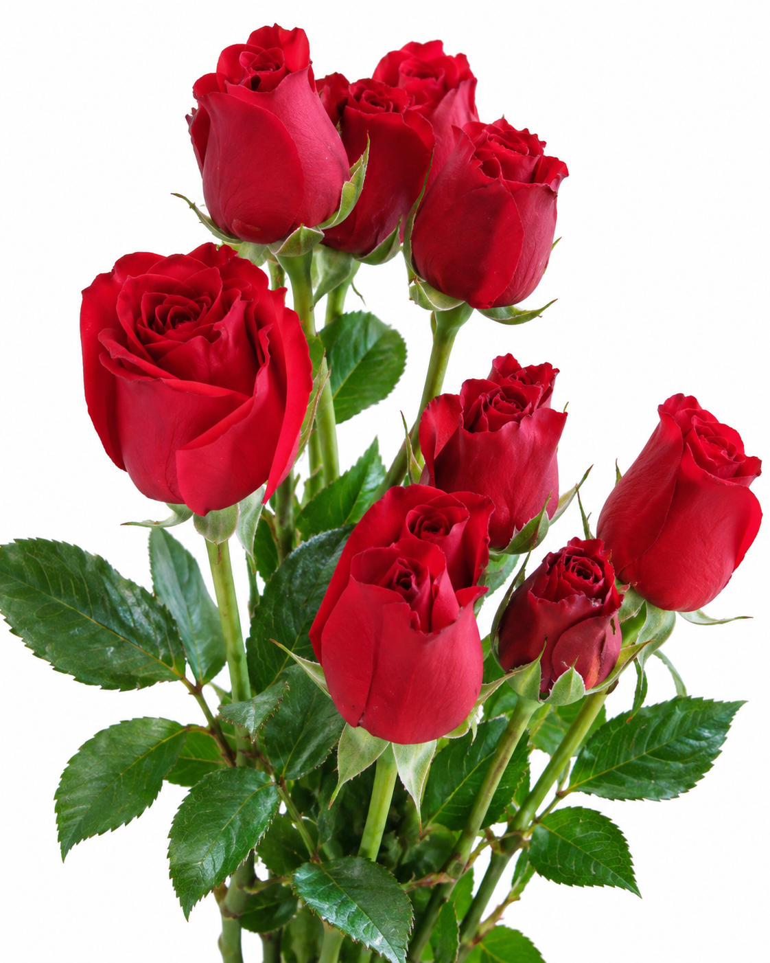 Tamango Rose