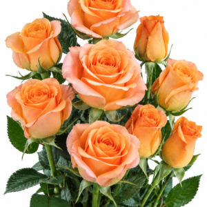 Trixx Rose