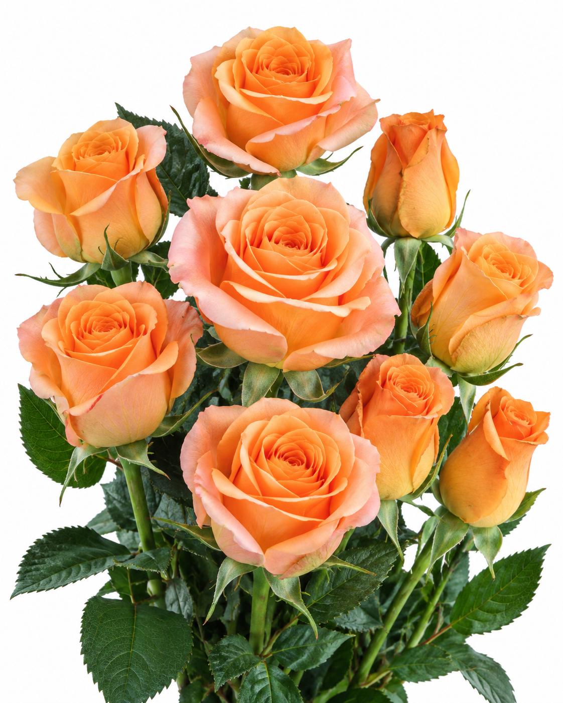 Trixx Rose
