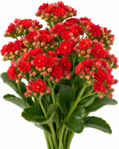 Tenorio Kalanchoe