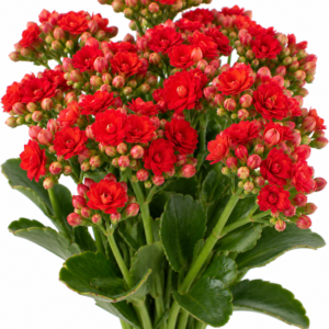 Tenorio Kalanchoe