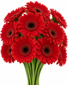 Toro Rossa Gerbera