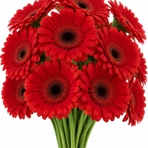 Toro Rossa Gerbera