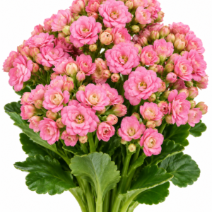 Tuner Kalanchoe