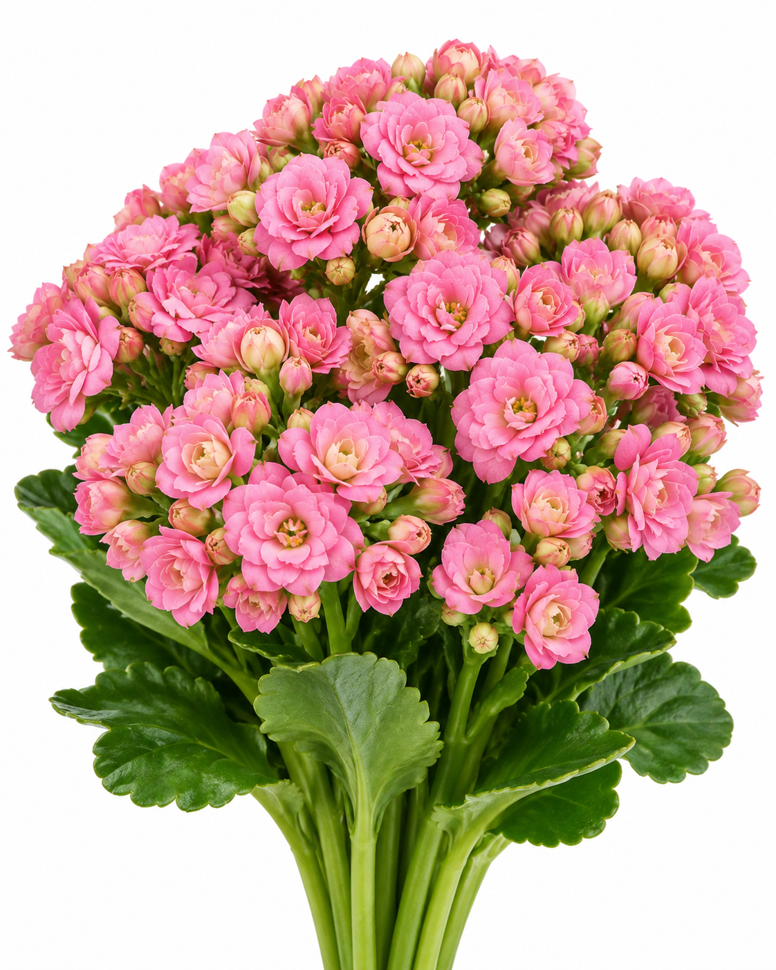 Tuner Kalanchoe