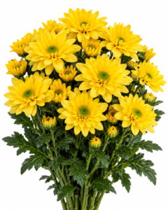 Lineker Yellow Chrysanthemum
