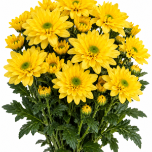 Lineker Yellow Chrysanthemum