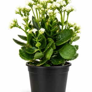 Hekla Kalanchoe
