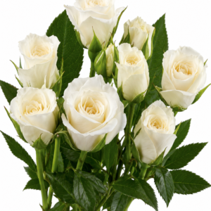 Viviane Spray Rose