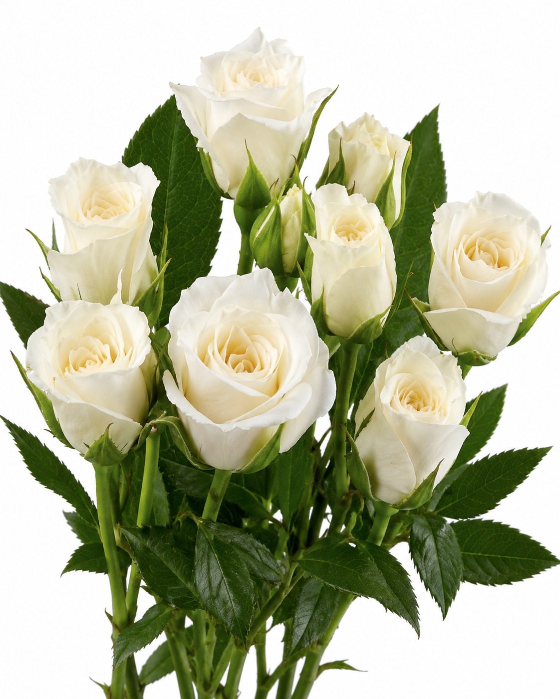 Viviane Spray Rose