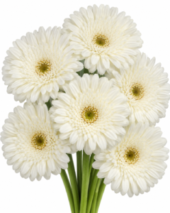 Xoch Gerbera