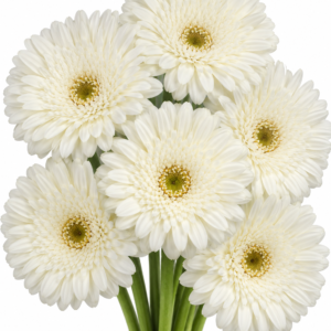 Xoch Gerbera