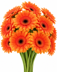 Xoch Gerbera
