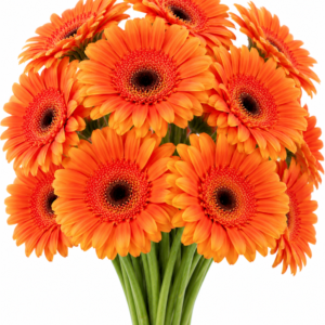 Xoch Gerbera