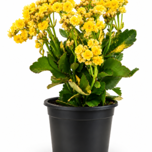 Golden Glow - Yellow Kalanchoe