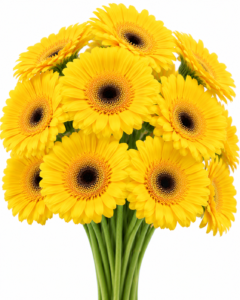 Yellow Taxi Gerbera