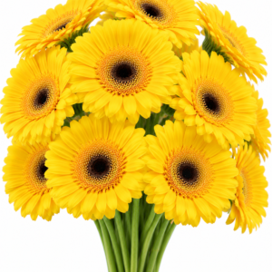 Yellow Taxi Gerbera