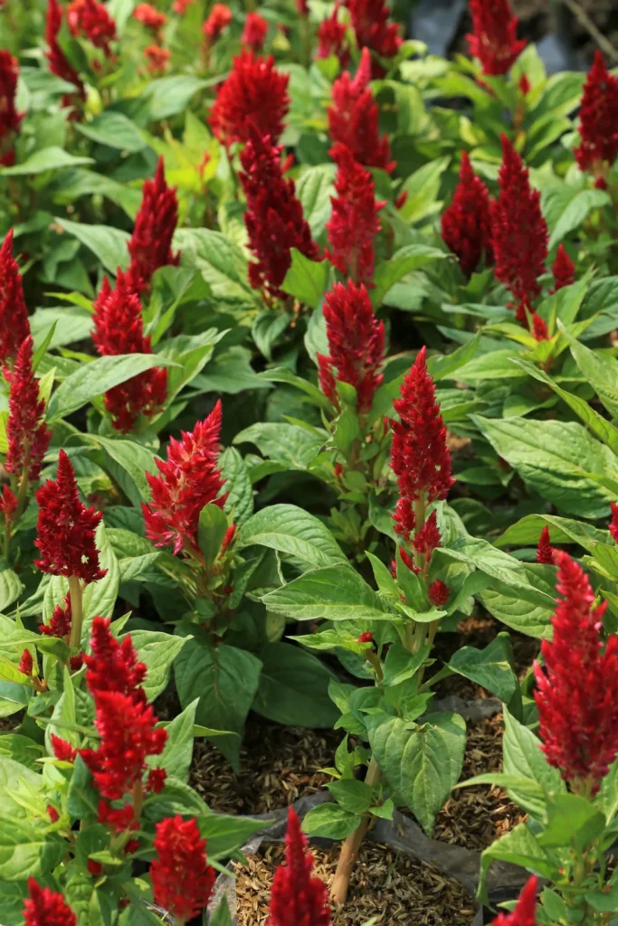 A bed of red celosia flowers