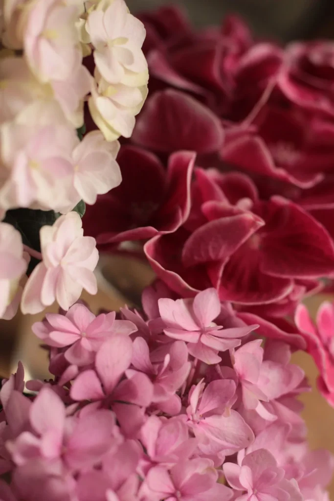 Hydrangea blooms in close up