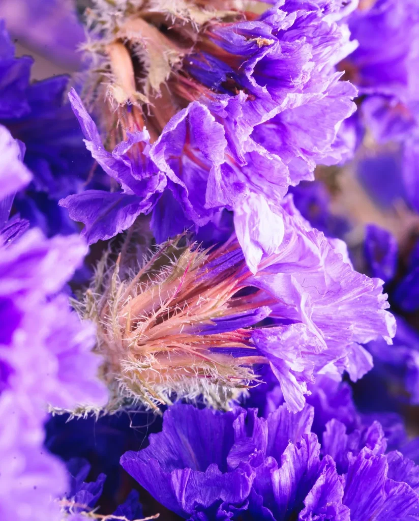 Purple statice, also known as limonium, in full bloom