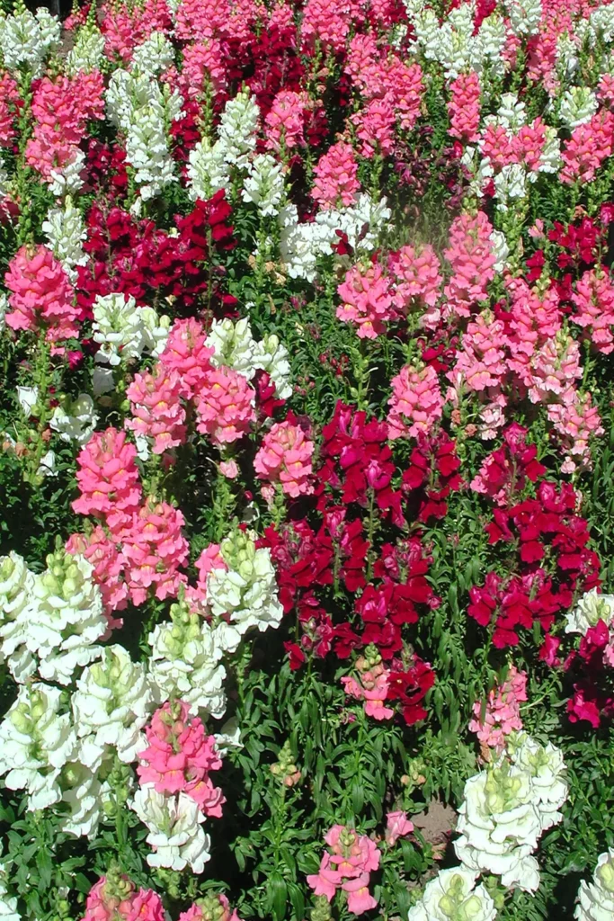 Snapdragon flowers in full bloom