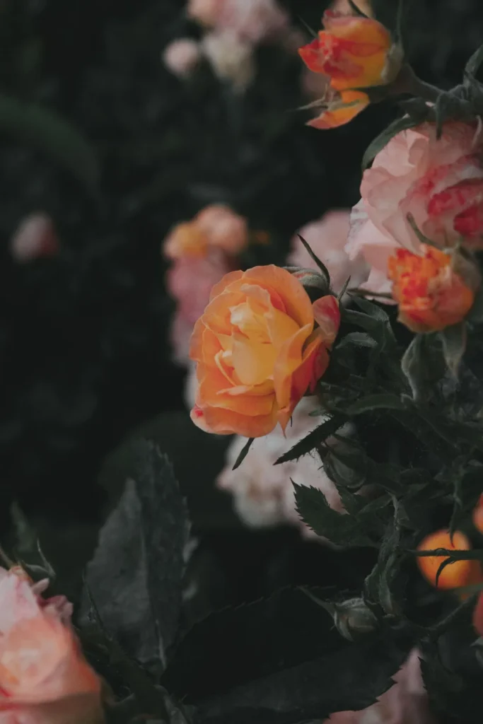 Roses growing in a rose garden