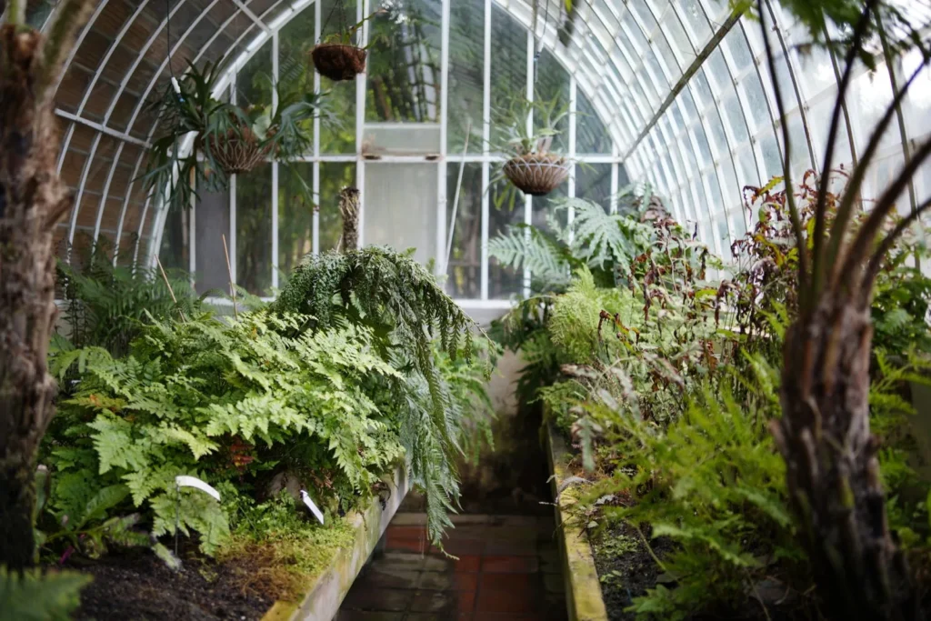 Inside a working flower greenhouse