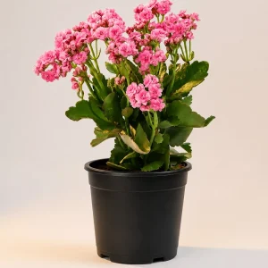 Pink kalanchoe in a black nursery pot