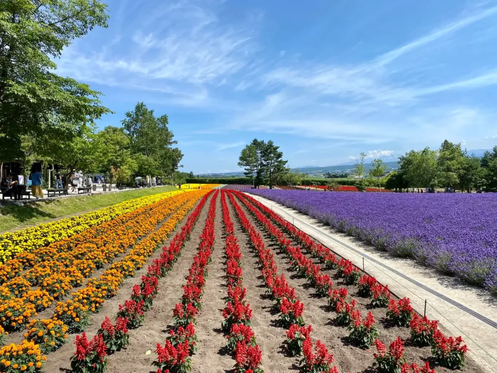 A field of flowers in season