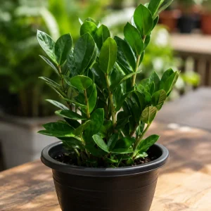 ZZ plant in a black pot on a wooden table