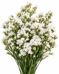 Paula White - Limonium