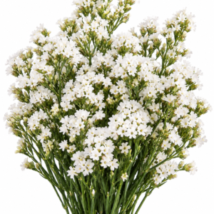 Paula White - Limonium