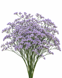 Purple Limonium