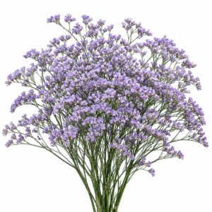 Purple Limonium