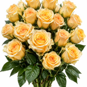 Golden Hour Rose