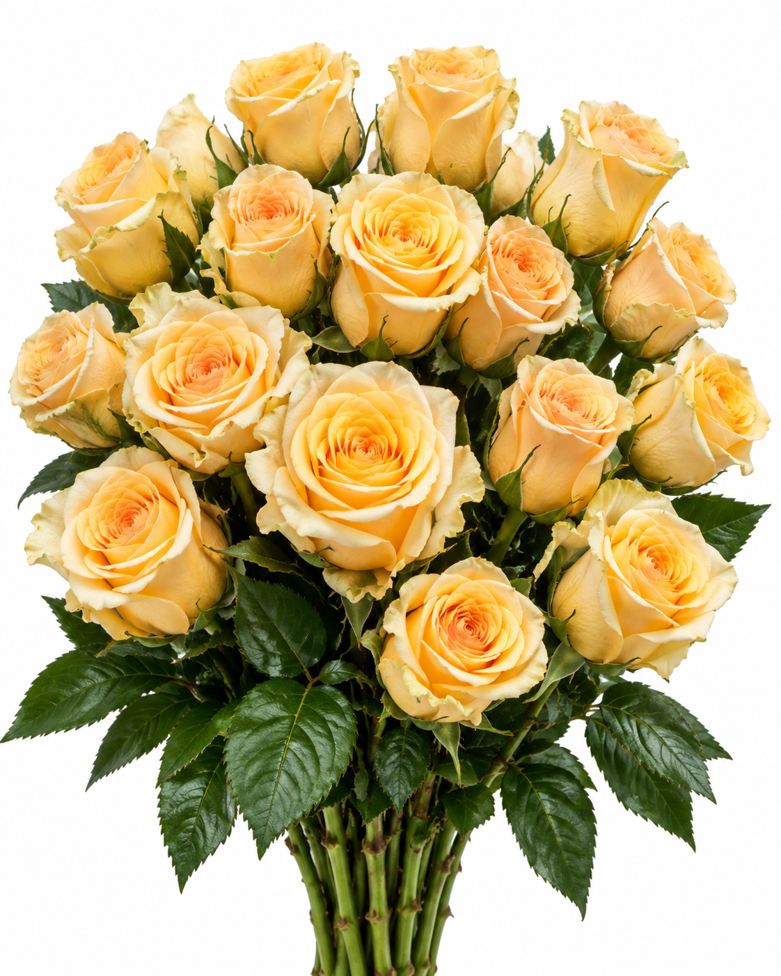 Golden Hour Rose