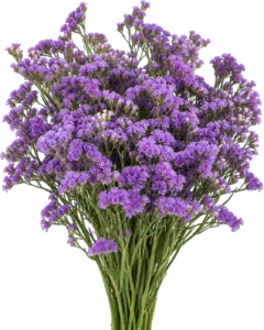 Purple Limonium - Limonium