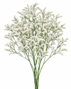 Misty White - Limonium
