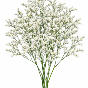 Misty White - Limonium