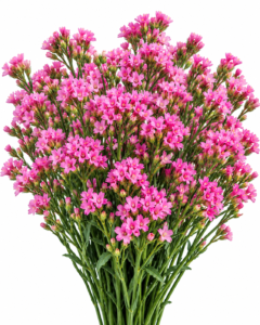 Lucia Pink - Limonium