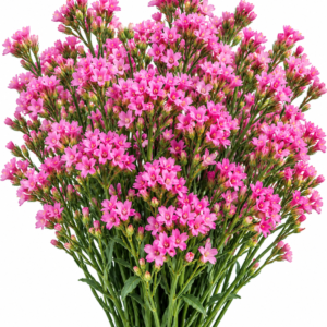 Lucia Pink - Limonium