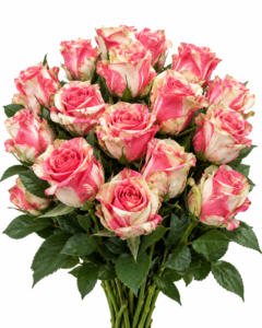 Electra New Rose