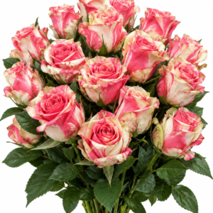 Electra New Rose