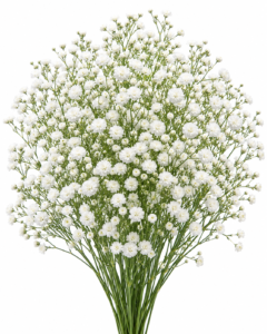 Gypsophila American Polar Bear