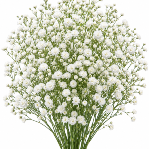 Gypsophila American Polar Bear